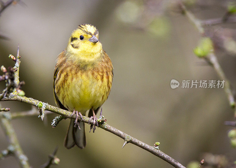 黄锤(citrinella em贝里扎)